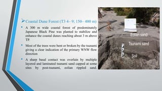 Coastal Dune Forest (T3 4– 9; 150– 400 m)
• A 300 m wide coastal forest of predominately
Japanese Black Pine was planted to stabilize and
enhance the coastal dunes reaching about 3 m above
TP.
• Most of the trees were bent or broken by the tsunami
giving a clear indication of the primary WNW flow
direction
• A sharp basal contact was overlain by multiple
layered and laminated tsunami sand capped at some
sites by post-tsunami, eolian rippled sand.
 