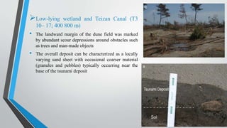 Low-lying wetland and Teizan Canal (T3
10– 17; 400 800 m)
• The landward margin of the dune field was marked
by abundant scour depressions around obstacles such
as trees and man-made objects
• The overall deposit can be characterized as a locally
varying sand sheet with occasional coarser material
(granules and pebbles) typically occurring near the
base of the tsunami deposit
 
