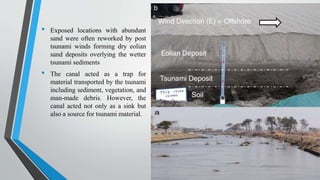 • Exposed locations with abundant
sand were often reworked by post
tsunami winds forming dry eolian
sand deposits overlying the wetter
tsunami sediments
• The canal acted as a trap for
material transported by the tsunami
including sediment, vegetation, and
man-made debris. However, the
canal acted not only as a sink but
also a source for tsunami material.
 