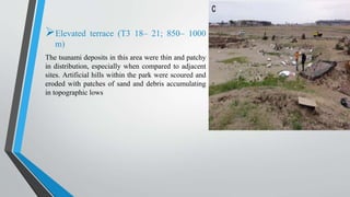 Elevated terrace (T3 18– 21; 850– 1000
m)
The tsunami deposits in this area were thin and patchy
in distribution, especially when compared to adjacent
sites. Artificial hills within the park were scoured and
eroded with patches of sand and debris accumulating
in topographic lows
 