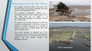Rice fields (T3 22– 42; 1050– 2050 m)
• Rice paddies extend for about 1 km west of the
elevated terrace and occupy generally low-lying
and low-relief agricultural land
• The dominant topographic features are a
reticulated network of low earthen dykes a few
dm high and up to about 1 m
wide separating individual rice paddies of about
20 × 50 m in size.
• The paddies are generally elongated in a NE–SW
orientation, quasiparallel to the coast. Groups of
paddies are further separated by a network of
unpaved roads that are slightly higher and wider
than the paddy dykes.
• The overall landscape is therefore one of the
relatively flat and low-relief terrain interrupted by
a reticulated network of elevated barriers that can
interact with and obstruct tsunami flow
throughout the area
 