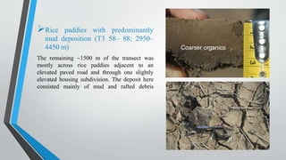 Rice paddies with predominantly
mud deposition (T3 58– 88; 2950–
4450 m)
The remaining ~1500 m of the transect was
mostly across rice paddies adjacent to an
elevated paved road and through one slightly
elevated housing subdivision. The deposit here
consisted mainly of mud and rafted debris
 