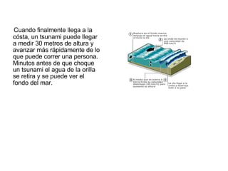 Cuando finalmente llega a la cósta, un tsunami puede llegar a medir 30 metros de altura y avanzar más rápidamente de lo que puede correr una persona. Minutos antes de que choque un tsunami el agua de la orilla se retira y se puede ver el fondo del mar. 