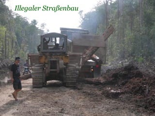 Illegaler Straßenbau
 