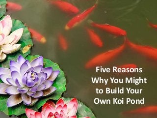 Five Reasons
Why You Might
to Build Your
Own Koi Pond
 
