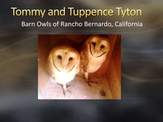 Barn Owls of Rancho Bernardo, California
 