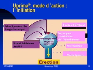 15/05/2023 Septembre 2001 18
Cortex Cérébral
Noyau para
ventriculaire
de l ’hypothalamus
Moelle épinière
Mésencéphale
Stimuli inhibiteurs
Anxiété
Stimuli pro-érectiles
Imagerie érotique
Uprima®, mode d ’action :
l ’initiation
 