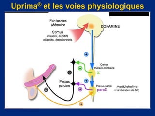 15/05/2023 Septembre 2001 19
Uprima® et les voies physiologiques
 