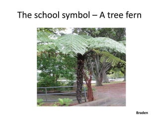 The school symbol – A tree fern




                             Braden
 