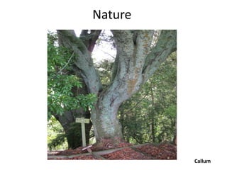 Nature




         Callum
 