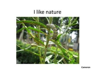 I like nature




                Cameron
 
