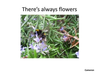 There’s always flowers




                         Cameron
 