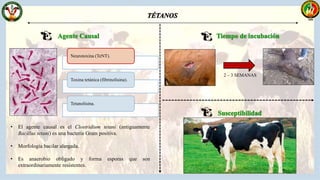 Neurotoxina (TeNT).
Toxina tetánica (fibrinolisina).
Tetanolisina.
• El agente causal es el Clostridium tetani (antiguamente
Bacillus tetani) es una bacteria Gram positiva.
• Morfología bacilar alargada.
• Es anaerobio obligado y forma esporas que son
extraordinariamente resistentes.
2 – 3 SEMANAS
 