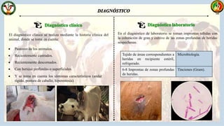  Pastoreo de los animales.
 Recientemente castrados.
 Recientemente descornados.
 Con heridas profundas o superficiales.
 Y se toma en cuenta los síntomas característicos (andar
rígido, postura de caballo, hiperestesia).
En el diagnóstico de laboratorio se toman improntas teñidas con
la coloración de gran y cultivo de las zonas profundas de heridas
sospechosas.
El diagnóstico clínico se realiza mediante la historia clínica del
animal, donde se toma en cuenta:
Tejido de áreas correspondientes a
heridas en recipiente estéril,
refrigerado.
Microbiología.
6-8 Improntas de zonas profundas
de heridas.
Tinciones (Gram).
 