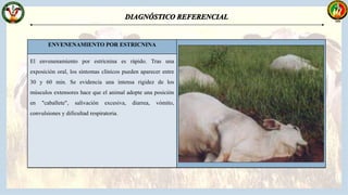 LAMINITIS AGUDA
El animal se niega a moverse, se puede presentar
diarrea, el animal se acuesta con las cuatro patas
debajo del cuerpo o extendiendo las patas hacia
adelante, trata de caminar sobre las rodillas, al caminar
se tambalea.
RABIA BOVINA
En la rabia transmitida a los bovinos por medio de vampiros,
el período de incubación es largo entre 25 a 150 días, esto va
a depender del sitio donde el virus fue inoculado. Los
síntomas son: pupilas dilatadas, el pelo erizado,
incoordinación motora, ataxia, temblores, agresivos, parálisis
u otros signos del SNC.
POLIOENCEFALOMALACIA
Los animales afectados pueden presentar agresividad y
excitación, seguido por signos de depresión, ceguera central
(amaurosis), temblores musculares, nistagmo, opistótonos,
andar en círculos, ataxia, incoordinación y decúbito lateral o
esternal y muerte.
ENVENENAMIENTO POR ESTRICNINA
El envenenamiento por estricnina es rápido. Tras una
exposición oral, los síntomas clínicos pueden aparecer entre
30 y 60 min. Se evidencia una intensa rigidez de los
músculos extensores hace que el animal adopte una posición
en "caballete", salivación excesiva, diarrea, vómito,
convulsiones y dificultad respiratoria.
 