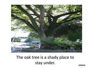 The oak tree is a shady place to
          stay under.              Juliane
 