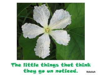 The little things that think
    they go un noticed.    Rebekah
 