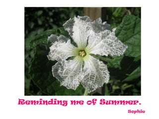 Reminding me of Summer.
                    Sophie
 