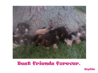 Best friends forever.
                        Sophie
 