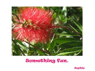 Something fun.
                 Sophie
 