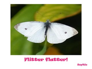 Flitter flatter!
                   Sophie
 