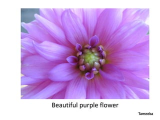 Beautiful purple flower
                          Tameeka
 