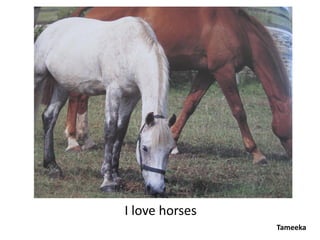 I love horses
                Tameeka
 