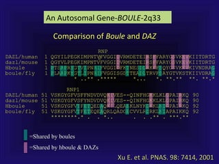 DAZLDAZL/human 1/human 1 QGYILPEGKIMPNTVFVGGIDVRMDETEIRSFFARYGSVKEVKIITDRTGQGYILPEGKIMPNTVFVGGIDVRMDETEIRSFFARYGSVKEVKIITDRTG
dazldazl/mouse 1/mouse 1 QGYVLPEGKIMPNTVFVGGIDVRMDETEIRSFFARYGSVKEVKIITDRTGQGYVLPEGKIMPNTVFVGGIDVRMDETEIRSFFARYGSVKEVKIITDRTG
HbouleHboule 11 PTSAPRYGTVIPNRIFVGGIDFKTNESDLRKFFSQYGSVKEVKIVNDRAGPTSAPRYGTVIPNRIFVGGIDFKTNESDLRKFFSQYGSVKEVKIVNDRAG
boule/fly 1boule/fly 1 PLAAPKYGTLIPNRIFVGGISGDTTEADLTRVFSAYGTVKSTKIIVDRAGPLAAPKYGTLIPNRIFVGGISGDTTEADLTRVFSAYGTVKSTKIIVDRAG
* ..** .***** *... *. **.** **. **.** ..** .***** *... *. **.** **. **.*
RNP1RNP1
DAZLDAZL/human 51/human 51 VSKGYGFVSFFNDVDVQKIVES--QINFHGKKLKLGPAIRKQVSKGYGFVSFFNDVDVQKIVES--QINFHGKKLKLGPAIRKQ 9090
dazldazl/mouse 51/mouse 51 VSKGYGFVSFYNDVDVQKIVES--QINFHGKKLKLGPAIRKQVSKGYGFVSFYNDVDVQKIVES--QINFHGKKLKLGPAIRKQ 9090
HbouleHboule 5151 VSKGYGFVTFETQEDAQKILQEAEKLNYKDKKLNIGPAIRKQVSKGYGFVTFETQEDAQKILQEAEKLNYKDKKLNIGPAIRKQ 9292
boule/fly 51boule/fly 51 VSKGYGFVTFETEQEAQRLQADGECVVLRDRKLNIAPAIKKQVSKGYGFVTFETEQEAQRLQADGECVVLRDRKLNIAPAIKKQ 9292
********.* . . *.. . . .** . ***.**********.* . . *.. . . .** . ***.**
=Shared by boules=Shared by boules
=Shared by hboule & DAZs=Shared by hboule & DAZs
RNPRNP
22
Comparison ofComparison of BouleBoule andand DAZDAZ
An Autosomal Gene-BOULE-2q33
Xu E. et al. PNAS. 98: 7414, 2001Xu E. et al. PNAS. 98: 7414, 2001
 