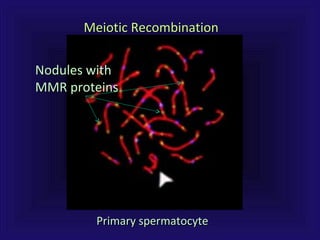 Primary spermatocytePrimary spermatocyte
Nodules withNodules with
MMR proteinsMMR proteins
Meiotic RecombinationMeiotic Recombination
 