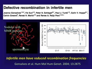 Gonsalves et al. Hum Mol Hum Genet. 2004; 13:2875Gonsalves et al. Hum Mol Hum Genet. 2004; 13:2875
Infertile men have reduced recombination frequenciesInfertile men have reduced recombination frequencies
spermatocytespermatocyte
Nodules withNodules with
MMR proteinsMMR proteins
 
