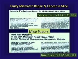 Faulty Mismatch Repair & Cancer in MiceFaulty Mismatch Repair & Cancer in Mice
Mice Papers
Baker S et al. Cell. 82: 309, 1995Baker S et al. Cell. 82: 309, 1995
Edelmann et al. Cell. 85: 1125, 1996Edelmann et al. Cell. 85: 1125, 1996
 