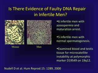 Is There Evidence of Faulty DNA RepairIs There Evidence of Faulty DNA Repair
in Infertile Men?in Infertile Men?
MouseMouse ManMan
•6 infertile men with6 infertile men with
azoospermia andazoospermia and
maturation arrest.maturation arrest.
•5 infertile men with5 infertile men with
normal spermatogenesis.normal spermatogenesis.
•Examined blood and testisExamined blood and testis
tissue for microsatellitetissue for microsatellite
instability at polymorphicinstability at polymorphic
marker D19S49 on 19q12.marker D19S49 on 19q12.
Nudell D et al. Hum Reprod.15: 1289, 2000.
 