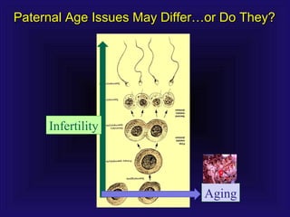 Paternal Age Issues May Differ…or Do They?Paternal Age Issues May Differ…or Do They?
Infertility
Aging
 
