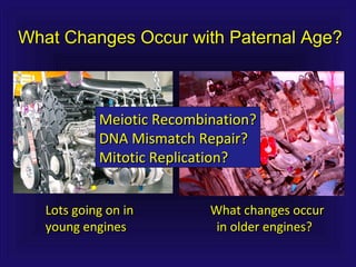 What Changes Occur with Paternal Age?What Changes Occur with Paternal Age?
Lots going on inLots going on in
young enginesyoung engines
What changes occurWhat changes occur
in older engines?in older engines?
Meiotic Recombination?Meiotic Recombination?
DNA Mismatch Repair?DNA Mismatch Repair?
Mitotic Replication?Mitotic Replication?
 