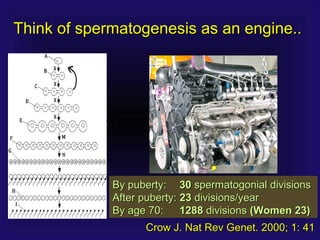 Think of spermatogenesis as an engine..Think of spermatogenesis as an engine..
By puberty:By puberty: 3030 spermatogonial divisionsspermatogonial divisions
After puberty:After puberty: 2323 divisions/yeardivisions/year
By age 70:By age 70: 12881288 divisionsdivisions (Women 23)(Women 23)
Crow J. Nat Rev Genet. 2000; 1: 41Crow J. Nat Rev Genet. 2000; 1: 41
 