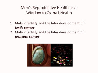 Men’s Reproductive Health as a
Window to Overall Health
1. Male infertility and the later development of
testis cancer.
2. Male infertility and the later development of
prostate cancer.
 