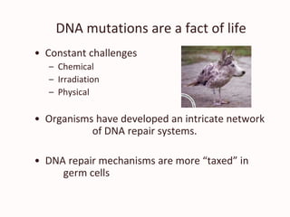 DNA mutations are a fact of life
• Constant challenges
– Chemical
– Irradiation
– Physical
• Organisms have developed an intricate network
of DNA repair systems.
• DNA repair mechanisms are more “taxed” in
germ cells
 