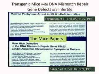 Transgenic Mice with DNA Mismatch Repair
Gene Defects are Infertile
The Mice Papers
Baker S et al. Cell. 82: 309, 1995
Edelmann et al. Cell. 85: 1125, 1996
 