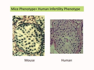Mice Phenotype= Human Infertility Phenotype
Mouse Human
 