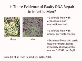 Is There Evidence of Faulty DNA Repair
in Infertile Men?
Mouse Man
•6 infertile men with
azoospermia and
maturation arrest.
•5 infertile men with
normal spermatogenesis.
•Examined blood and testis
tissue for microsatellite
instability at polymorphic
marker D19S49 on 19q12.
Nudell D et al. Hum Reprod.15: 1289, 2000.
 