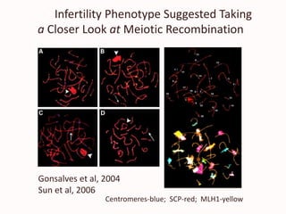 Infertility Phenotype Suggested Taking
a Closer Look at Meiotic Recombination
Centromeres-blue; SCP-red; MLH1-yellow
Gonsalves et al, 2004
Sun et al, 2006
 