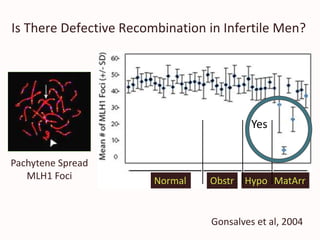 Is There Defective Recombination in Infertile Men?
Normal Obstr Hypo MatArr
Pachytene Spread
MLH1 Foci
Yes
Gonsalves et al, 2004
 