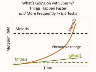 Time
Meiosis
Mitosis
What’s Going on with Sperm?
Things Happen Faster
and More Frequently in the Testis
Phenotypic change
 