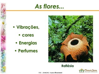 TTC – 25.08.2012 : Sandra Braconnot
As flores...
• Vibrações,
• cores
• Energias
• Perfumes
Raflésia
 