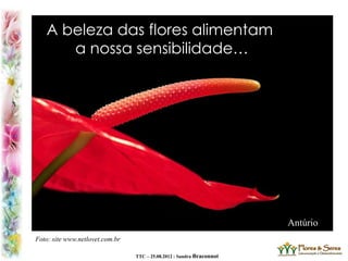 TTC – 25.08.2012 : Sandra Braconnot
A beleza das flores alimentam
a nossa sensibilidade…
Foto: site www.netlovet.com.br
Antúrio
 