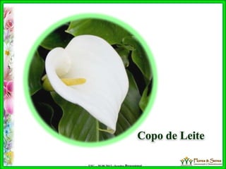 TTC – 25.08.2012 : Sandra Braconnot
Copo de Leite
 