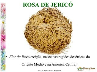TTC – 25.08.2012 : Sandra Braconnot
ROSA DE JERICÓ
• Flor da Ressurreição, nasce nas regiões desérticas do
Oriente Médio e na América Central.
 