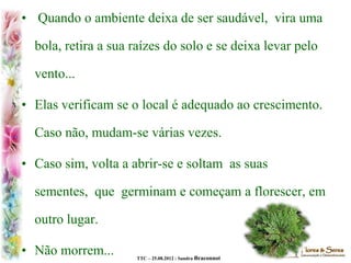 TTC – 25.08.2012 : Sandra Braconnot
• Quando o ambiente deixa de ser saudável, vira uma
bola, retira a sua raízes do solo e se deixa levar pelo
vento...
• Elas verificam se o local é adequado ao crescimento.
Caso não, mudam-se várias vezes.
• Caso sim, volta a abrir-se e soltam as suas
sementes, que germinam e começam a florescer, em
outro lugar.
• Não morrem...
 