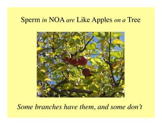 Sperm in NOA are Like Apples on a Tree	

Some branches have them, and some don’t	

 