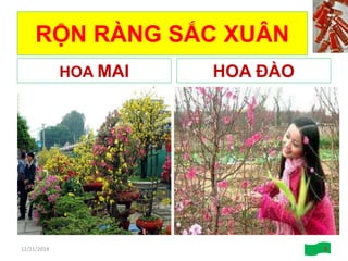 RỘN RÀNG SẮC XUÂN
HOA MAI HOA ĐÀO
12/21/2014 8
 